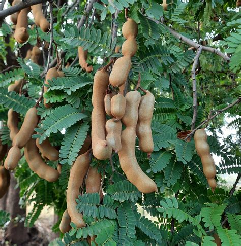 Tamarind Fruit Calories At Emma Sterling Blog