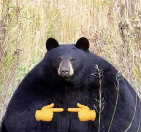 Bear Meme