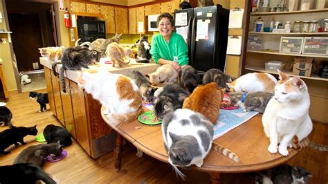 Ultimate Cat Lady: Woman Shares Her Home With 1,100 Felines – HousePetsCare.com