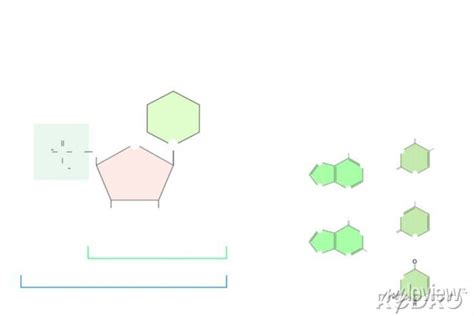 chemical structure   nucleotide nitrogenous bases  dna wall