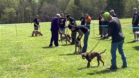 American Pitbull Terriers Compete In Adba Dog Show 12 18 Month Old