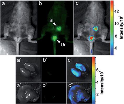 Bioimaging Based On Fluorescent Carbon Dots Rsc Advances Rsc