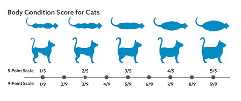 Body Condition Scores Vca Animal Hospitals