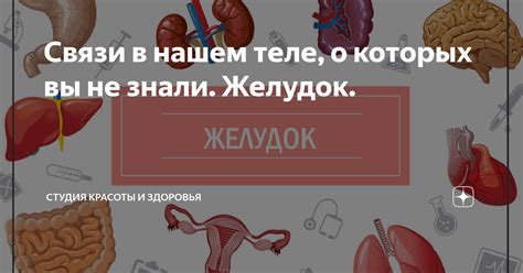 Связи в нашем теле, о которых вы не знали. Желудок. | Студия красоты и ...
