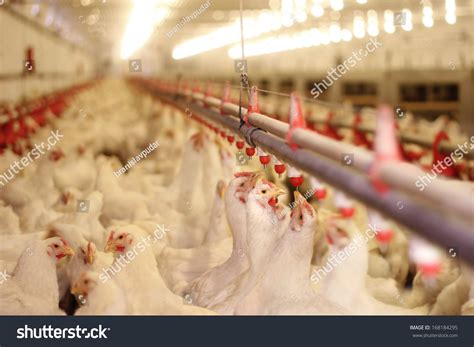 7155 Chicken Farm Inside Images Stock Photos And Vectors Shutterstock