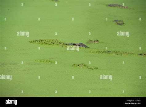 Australia Western Australia Broome Malcolm Douglas Crocodile Park