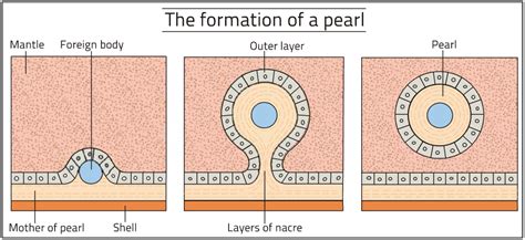 Pearl Formation