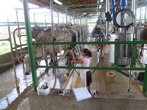 Potente Gestor En El Manejo Del Ganado Lechero Instituto Nacional De