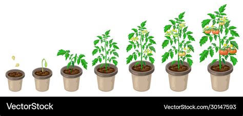 Tomato Plants In Pot Tomatoes Growth Stages From Vector Image