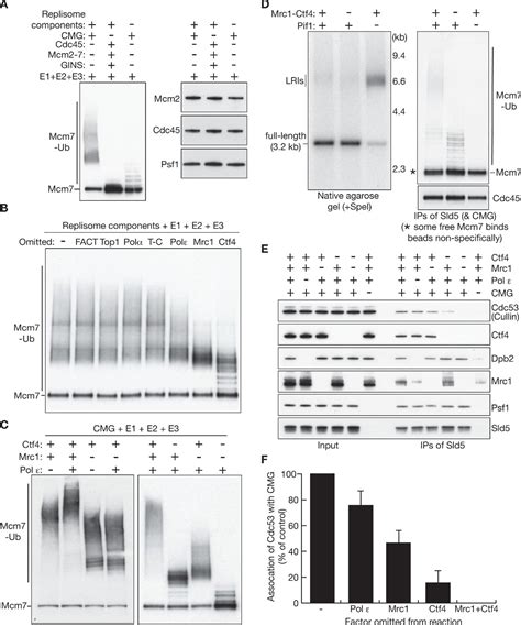 CMG Helicase Disassembly Is Controlled By Replication Fork DNA