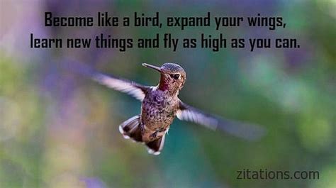 Quotes About Birds Inspirational Picture Messages Zitations