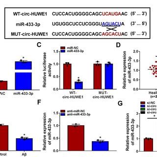 The Inhibition Of MiR 433 3p Reversed The Effects Of Circ HUWE1