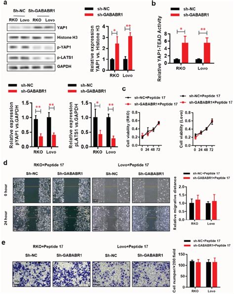 Activation Of Hippo YAP1 Signaling Contributes To The GABABR1