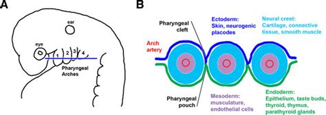 The Vertebrate Pharyngeal Arches And Their Derivatives A Lateral