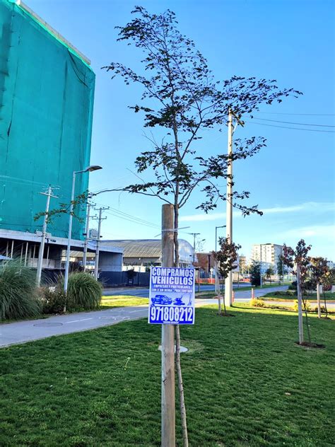 Rboles De Temuco On Twitter Vecin Ayudanos Si Te Encuentras Con