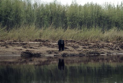 Nowitna River | ALASKA.ORG