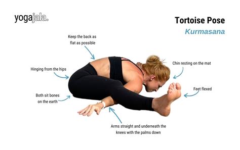 tortoise pose kurmasana deep  fold guide