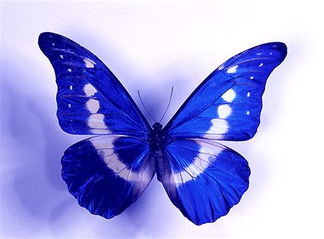 Morpho Helena