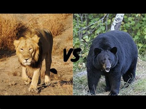 Asiatic Lion Vs American Black Bear Who Would Win Youtube