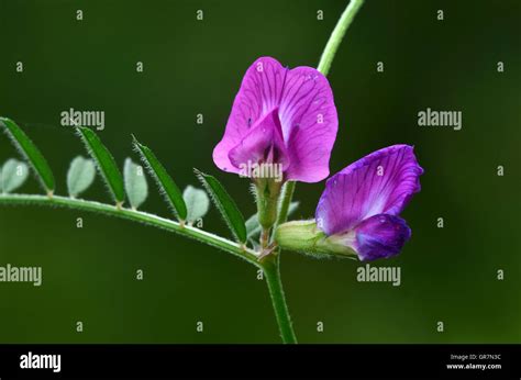 Common vetch in flower Stock Photo - Alamy