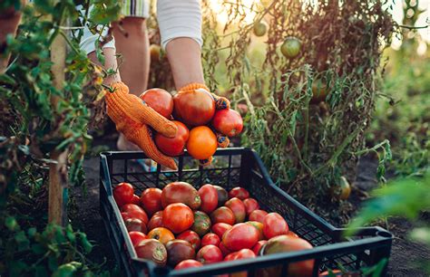 Regenerative Agriculture How It Works FoodUnfolded