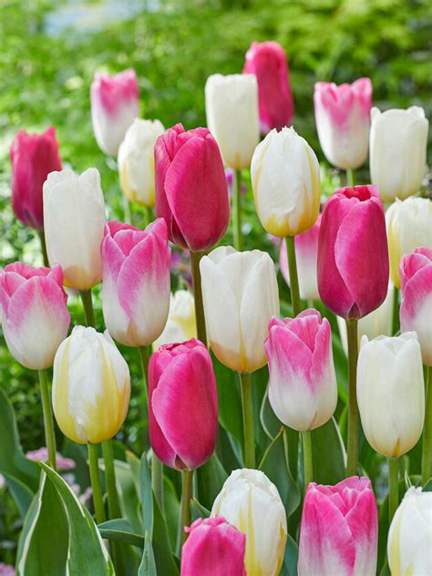 Tulip Touch Of Romance Bluestone Perennials
