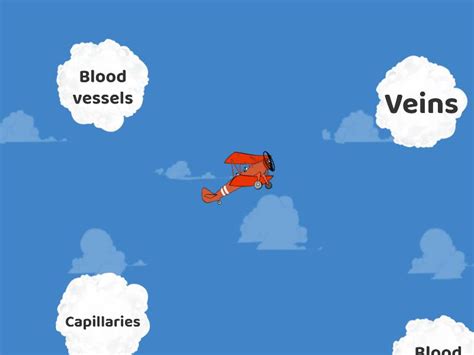 Arteries Veins And Capillaries Aeroplano