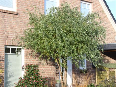 Wierzba IWA - Pendula
