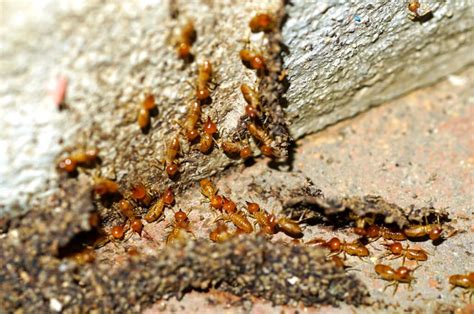 Coandi expertos en fumigación de termitas en Valencia Coandi