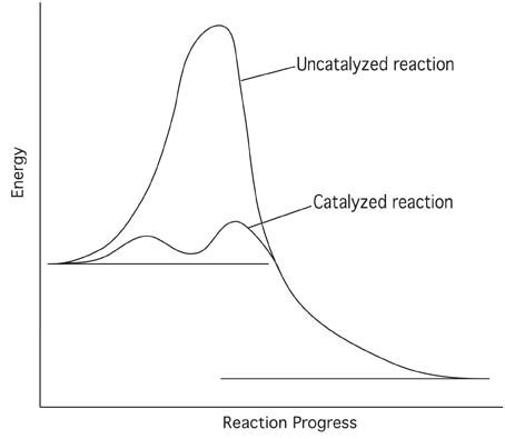 👍 What type of catalysts affect biochemical reactions. Types of catalysts (article). 2019-01-27