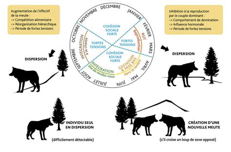 Le Loup Ofb Le Loup En France