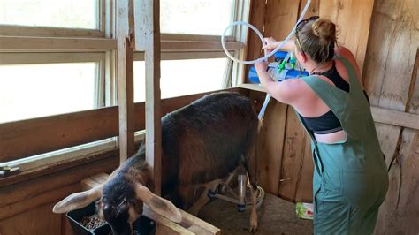 Milking A Dairy Goat Youtube