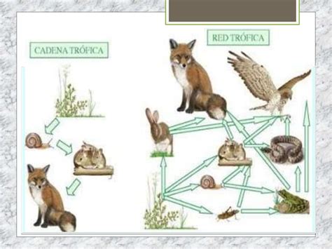 Tema Dinamica Ecosistemas Ppt