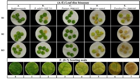 Frontiers Bacterial Seed Endophytes Of Domesticated Cucurbits