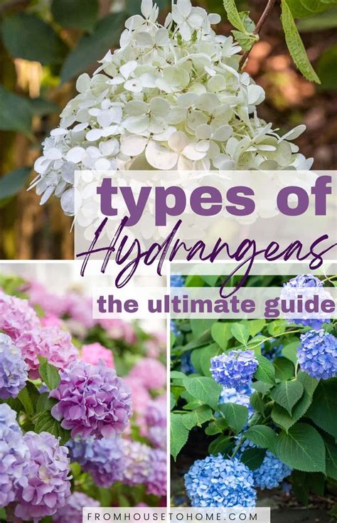 Types Of Hydrangeas And How To Identify Them