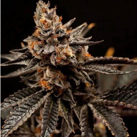 Happy Dreams Genetics Cherry Gas Neptune Seed Bank Cannabis Strains