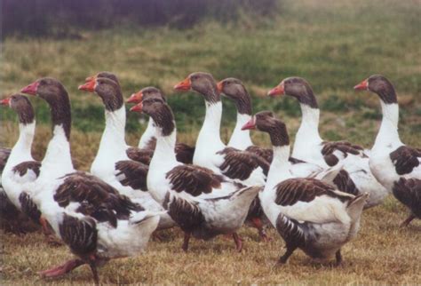 Pomeranian Goose The Livestock Conservancy