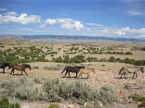 Three Days in Pet Friendly Cody, Wyoming