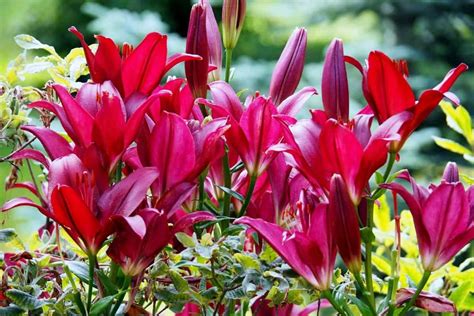 11 Beautiful Traditional Italian Flowers You Should Try Growing