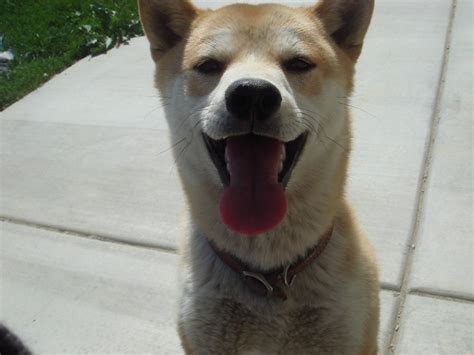 Big Smile Shiba Inu Ichiro Happy Pup Niki0186 Flickr