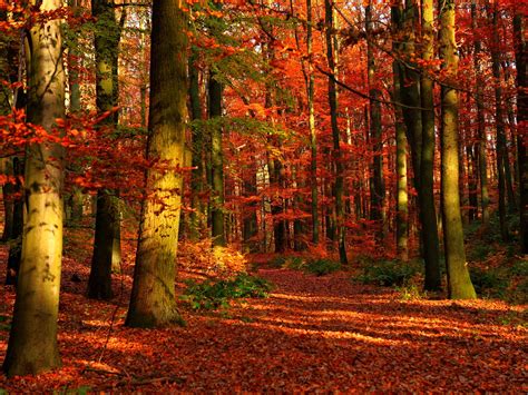 4K 5K Autumn Forests Trees Foliage HD Wallpaper Rare Gallery