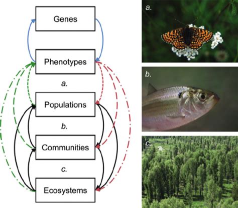 Eco-evolutionary dynamics describe interactions between ecology and ...