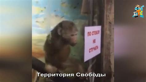 ОБЕЗЬЯНА ОТЖИГАЕТ ПО ПОЛНОЙ - YouTube