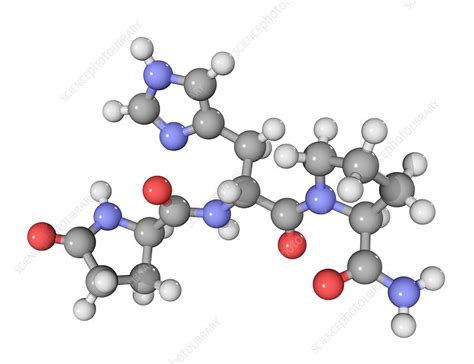 Thyrotrophin-releasing hormone molecule - Stock Image - C003/4206 - Science Photo Library