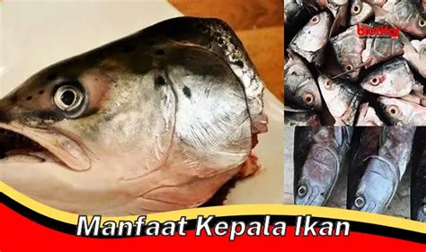 Temukan Khasiat Kepala Ikan Yang Jarang Diketahui Biotifor