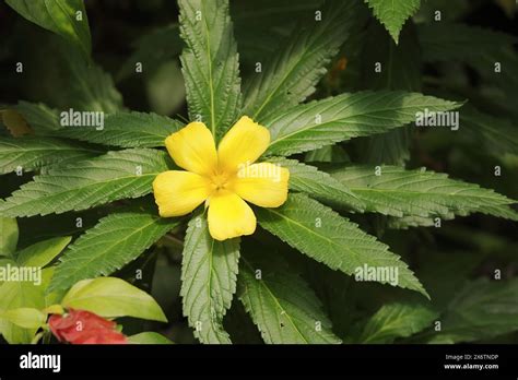 Large Leaved Damiana Turnera Ulmifolia Flower Native To Central