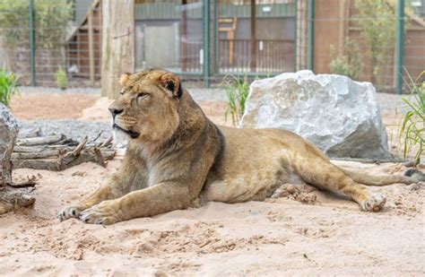 Big cats are back at Blackpool Zoo | Blackpool Zoo