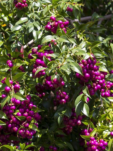 Blue Lilly Pilly Tree Syzygium Oleosum Plants For Hanging Baskets Australian Native Plants