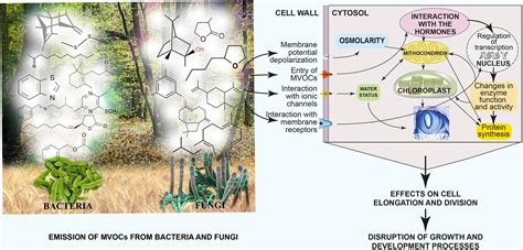 Frontiers Chemical Diversity Of Microbial Volatiles And Their