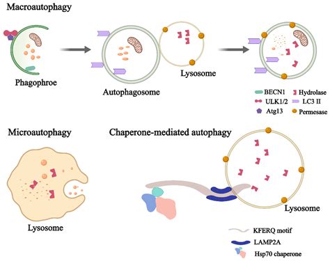 Ijms Free Full Text Autophagy A Double Edged Sword In Male